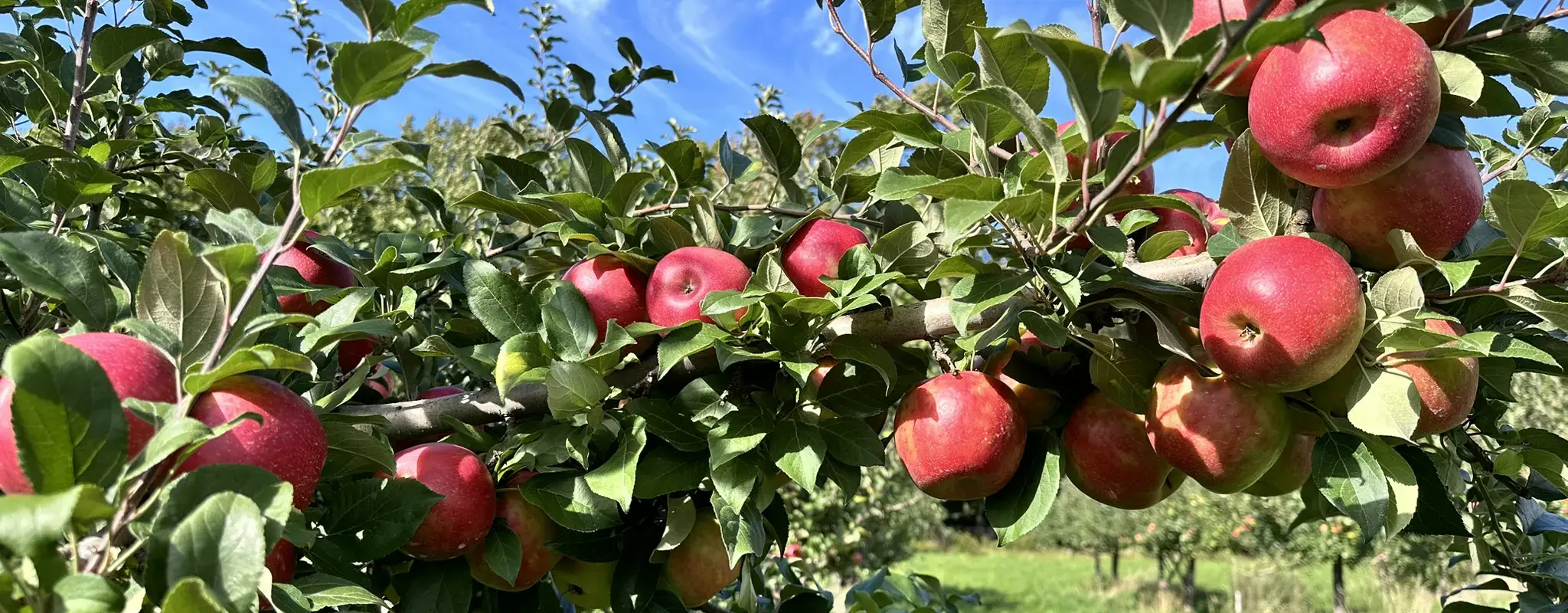 Apple Tree