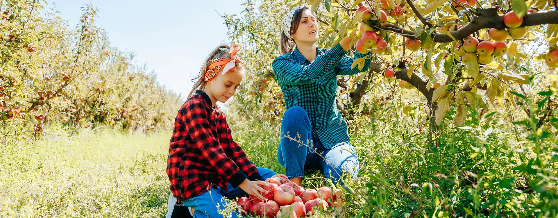 Apple Picking